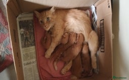 Persian cats for sale: Persian X Beautiful friendly ginger kittens  - Image 7