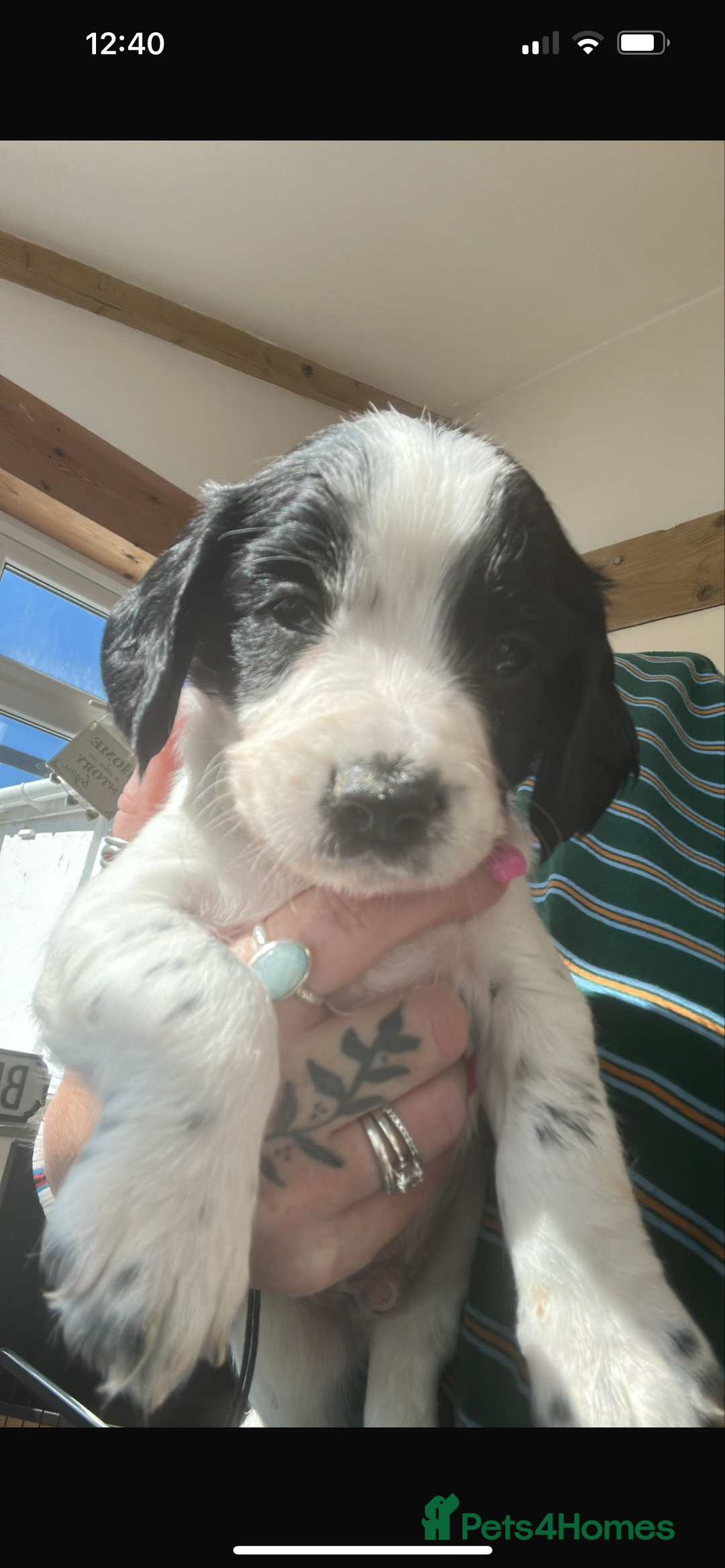 Sprocker dogs for sale:  Sprocker Spaniel READY TO LEAVE!!! 🐶 Only 1 left - Image 27