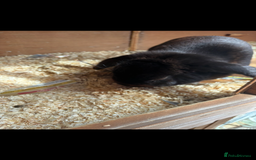 French Lop rabbits for sale: 3french lops - Image 2