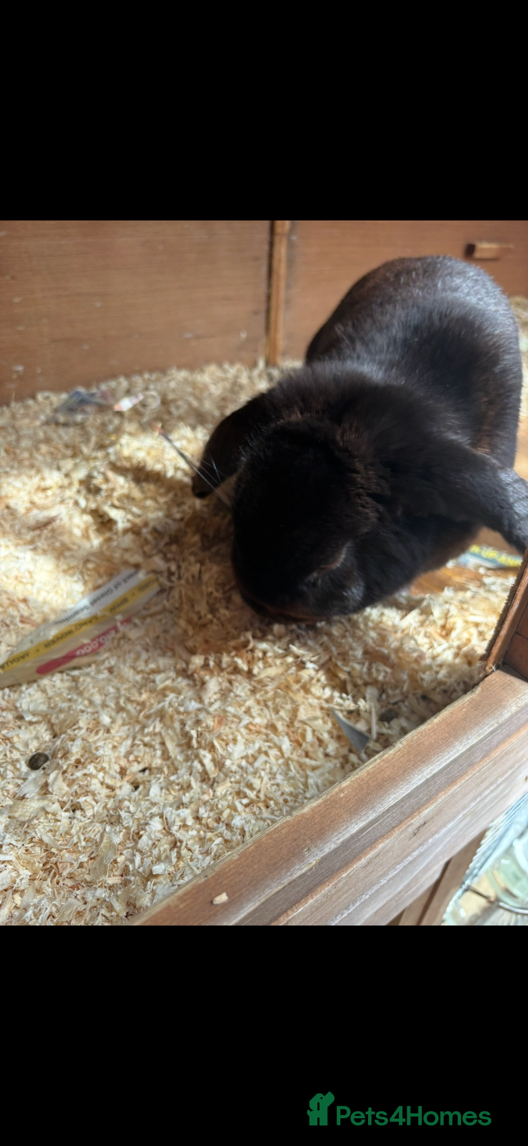 French Lop rabbits for sale: 3french lops - Image 2
