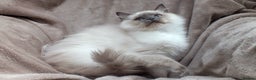Ragdoll cats for sale: 2 RAGDOLL KITTENS TO GO TOGETHER CHAMPION IMP BL - Advert 32