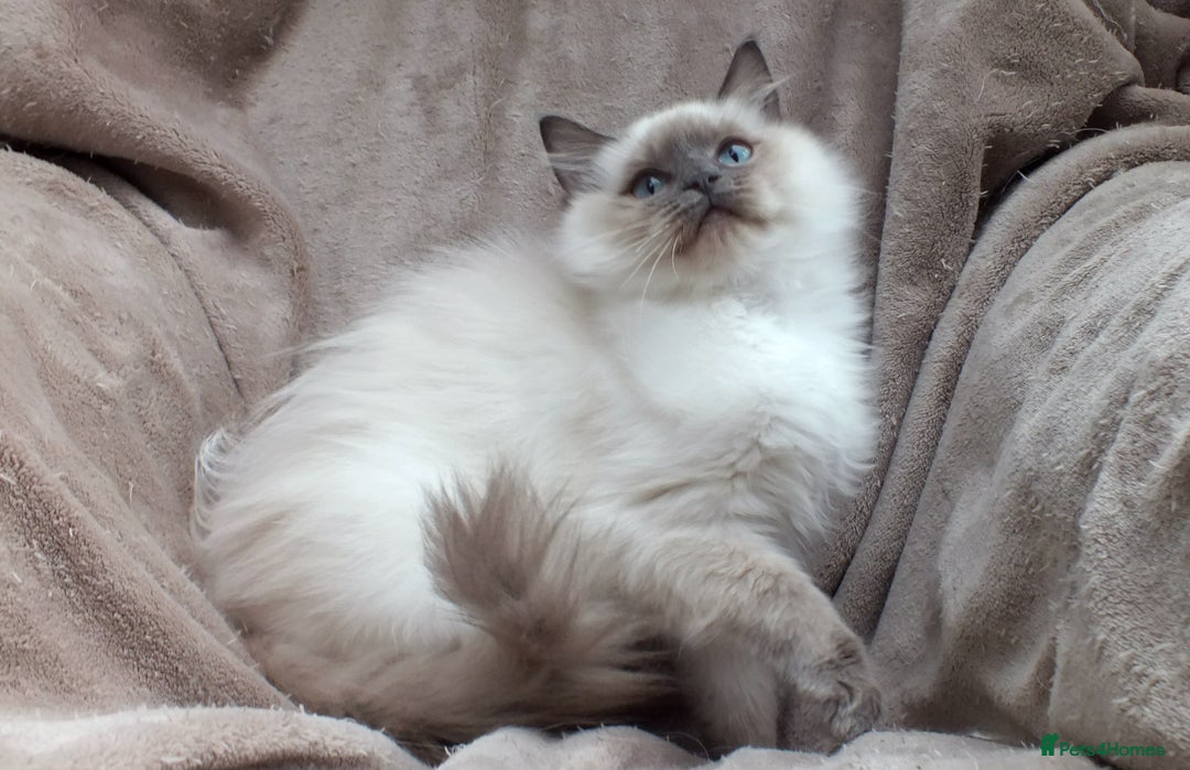 Ragdoll cats for sale: GCCF REG PET KITTENS CHAMPION IMPORT BLOODLINES - Image 28
