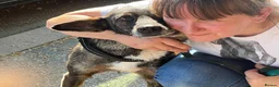 Mixed Breed dogs for adoption: 🐾 SCOUT - The Dog Who Refused to Give Up ❤️ - Advert 6