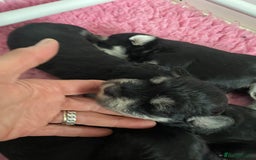 Miniature Schnauzer dogs for sale: 5*MINIATURE SCHNAUZER PUPPIES - Image 6