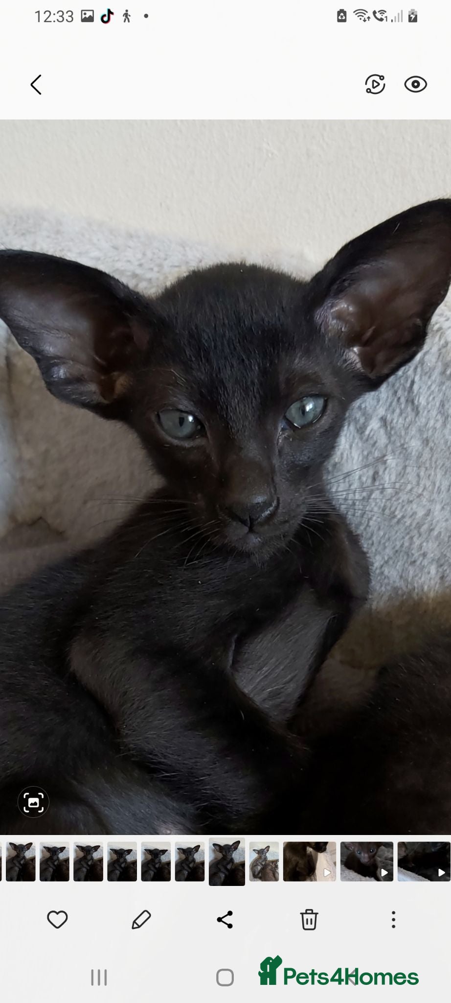 Oriental cats FULL Pedigree Oriental XL size ears GCCF - Advert 12