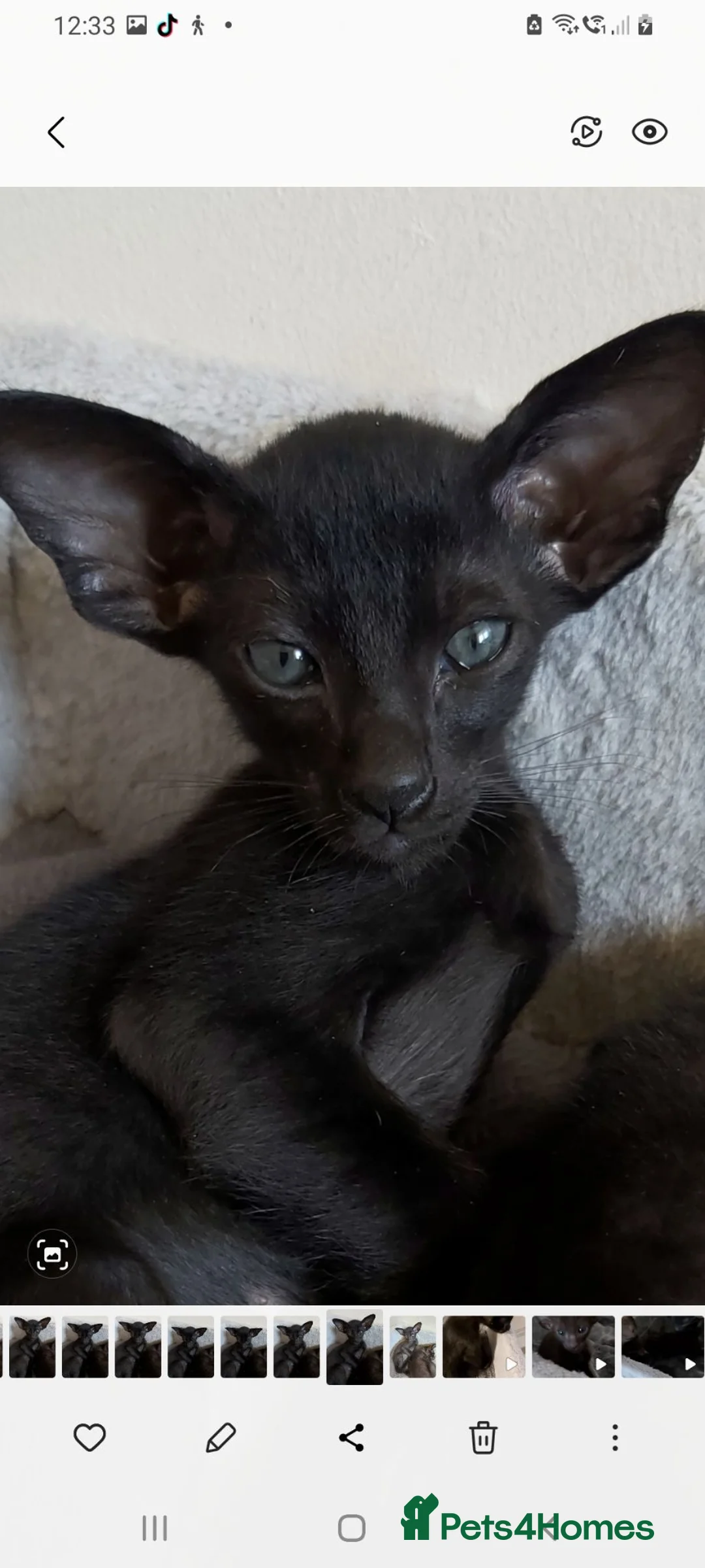 Oriental cats for sale: FULL Pedigree Oriental XL size ears GCCF - Advert 1