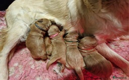 Mini Goldendoodle dogs for sale: Miniature F1 Goldendoodle puppies available - Image 1
