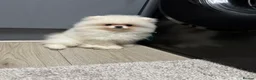 Pomeranian dogs for sale: Tiny white Pomeranian puppy  - Advert 8