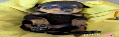 Rottweiler Puppy - Pink