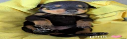 Rottweiler dogs for sale: KC Reg Rottweiler Puppies - Champion Bloodlines - Advert 6