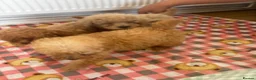 Toy Poodle dogs for sale: minature poodle pups available  in Uckfield - Advert 14