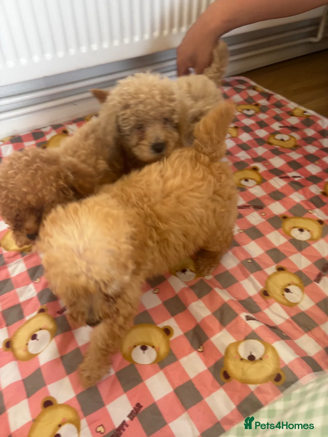 Toy Poodle dogs for sale: minature poodle pups available  in Uckfield - Advert 14