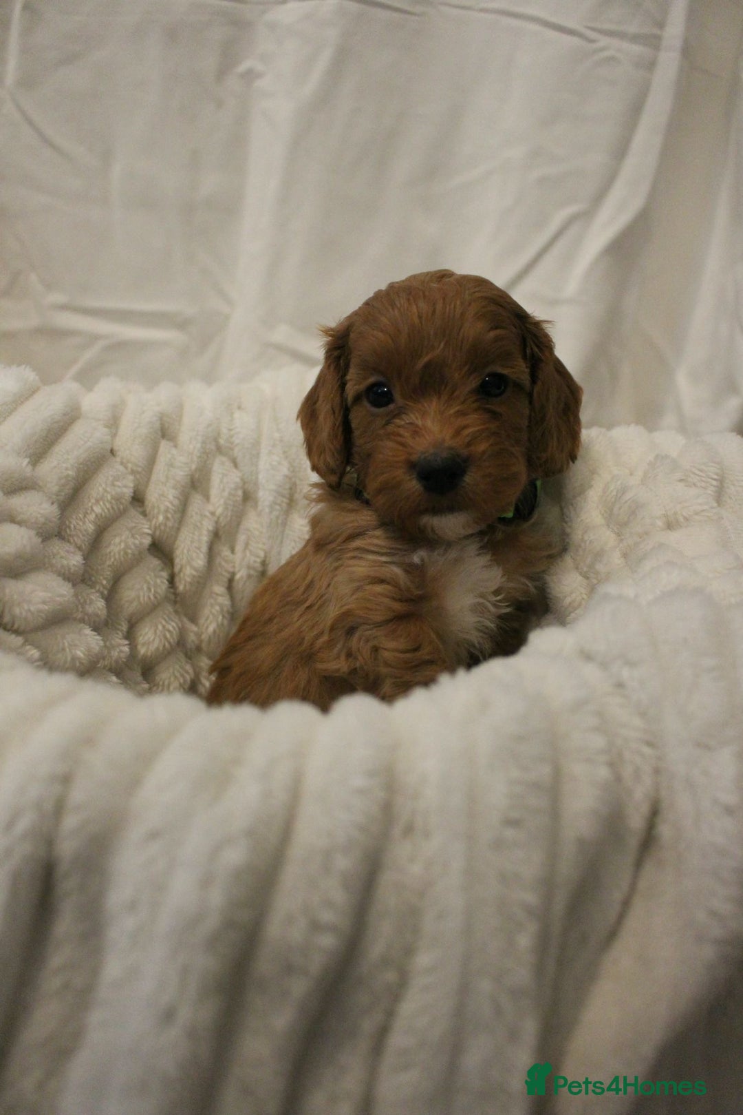 Cockapoo dogs for sale: GORGEOUS F1 TOY COCKAPOO BOY - Advert 5