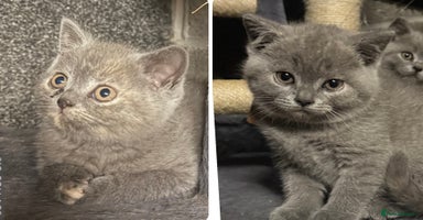 British Shorthair cats - Advert 6