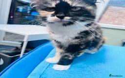British Shorthair cats for sale: Premium  – Socialised, Healthy, Loved - Image 9