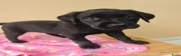 Labrador Retriever dogs for sale: Exceptional Home Raised Labrador Puppies in Nottingham - Advert 13