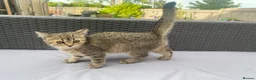 Mixed Breed cats for sale:    Cute mixed-breed cat.  - Advert 3