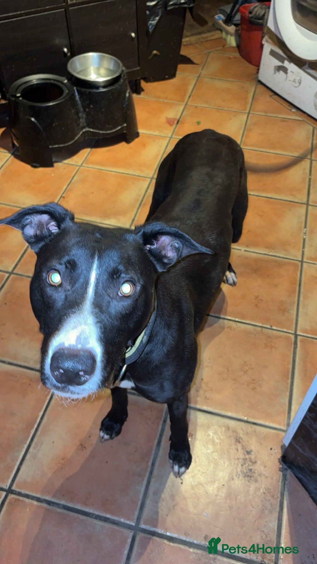 Lurcher dogs for sale: Lurcher dog  - Advert 3