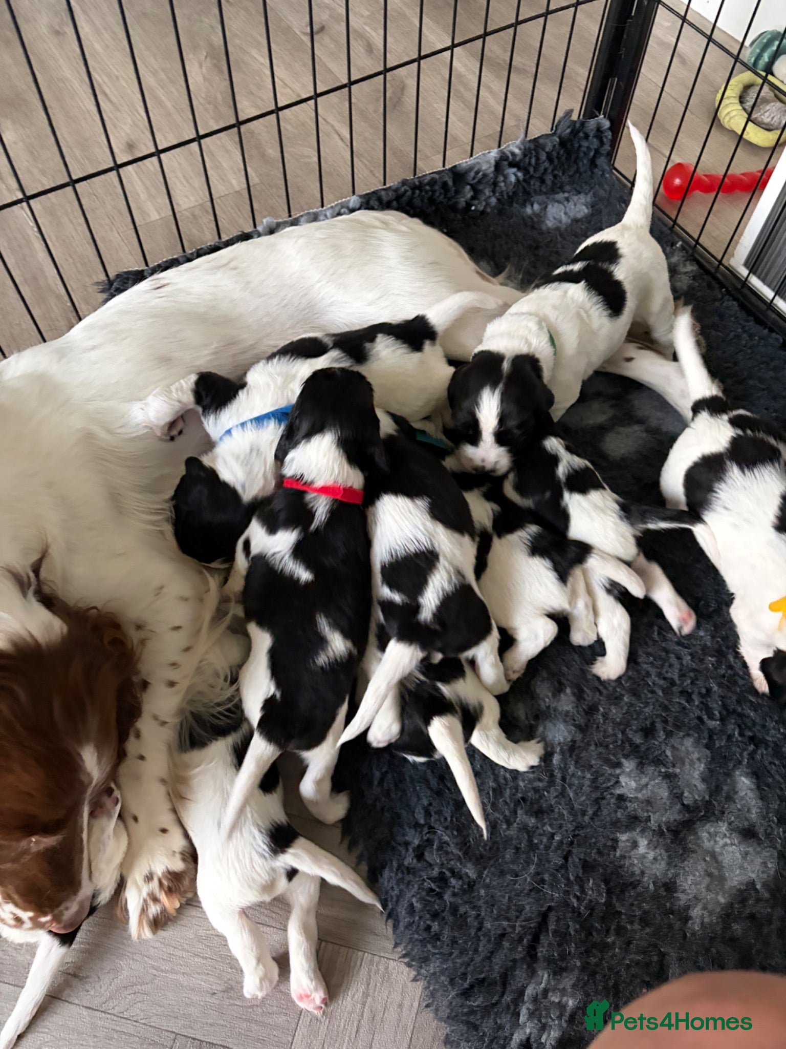 English Springer Spaniel dogs KC Registered English Springer Spaniel puppies - Advert 4