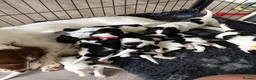 English Springer Spaniel dogs for sale: KC Registered English Springer Spaniel puppies - Advert 3