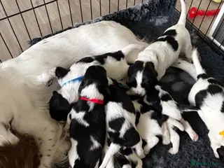 English Springer Spaniel dogs KC Registered English Springer Spaniel puppies - Advert 4