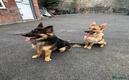 German Shepherd dogs for sale: 6 beautiful German Sheperd puppies  - Image 13