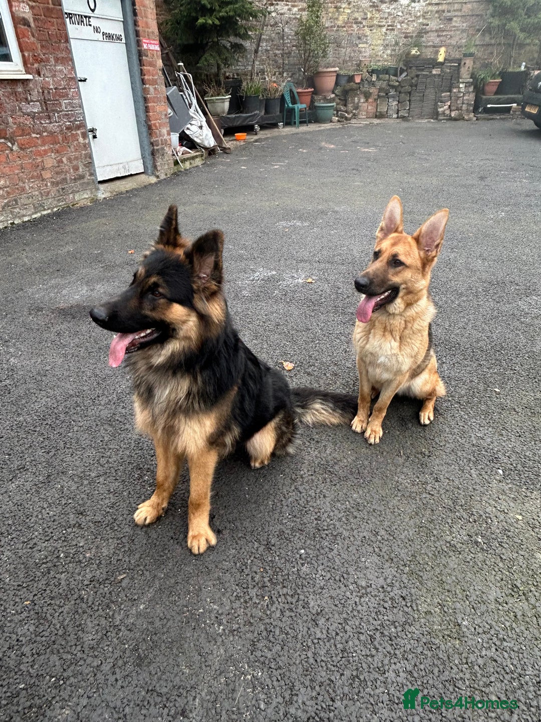 German Shepherd dogs for sale: 6 beautiful German Sheperd puppies  - Image 13