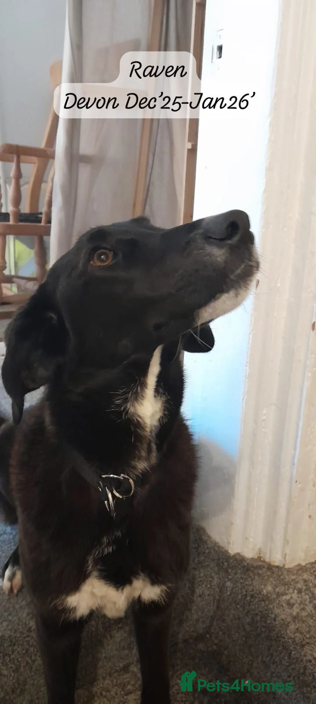 Mixed Breed dogs for adoption: Raven, 1.5 yrs approx. Is ADOPTED - Advert 27