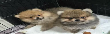 Pomeranian 1