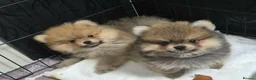 Pomeranian dogs for sale: 13 weeks Teddy bear face Pomeranian male puppies  - Advert 28