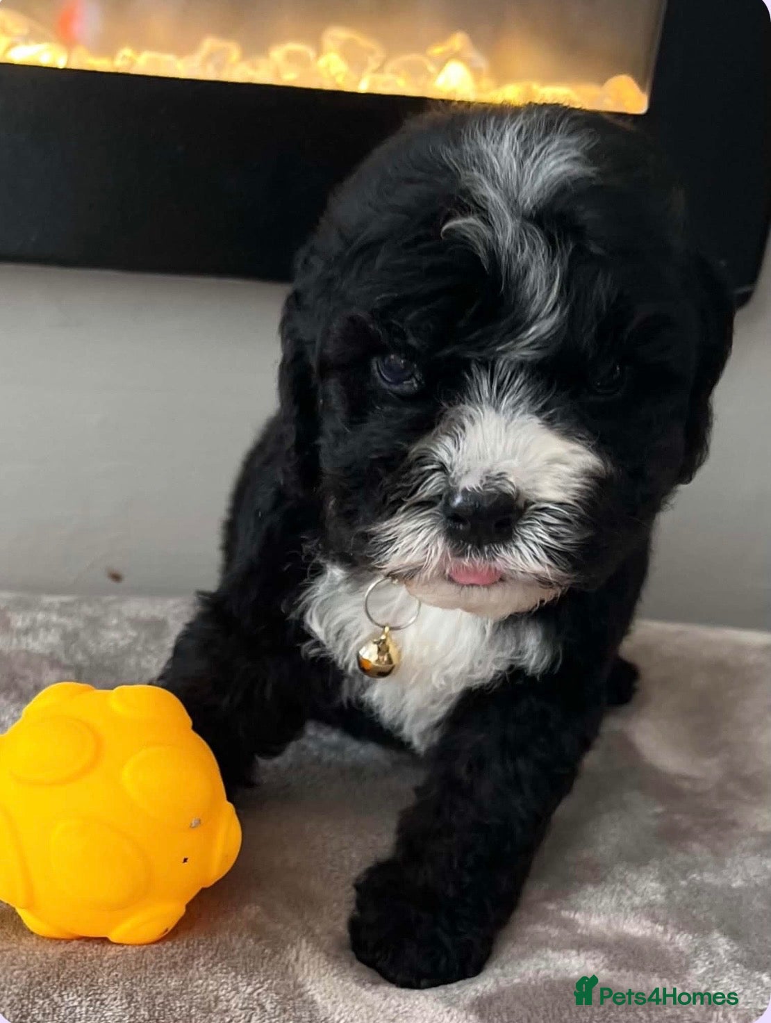 Sheepadoodle dogs Miniature Sheepadoodles - Advert 13