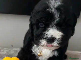 Sheepadoodle dogs Miniature Sheepadoodles - Advert 13