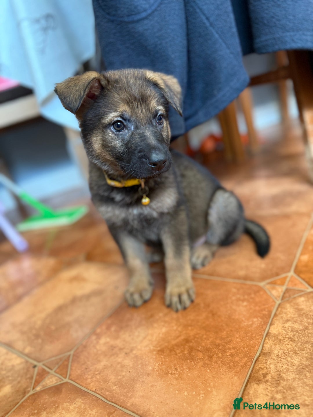 German Shepherd dogs for sale: KC Registered & Bred From Health Tested Parents  - Advert 10