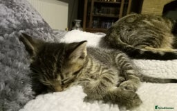 Domestic Shorthair cats for sale: Three female Domestic Shorthair - Image 8