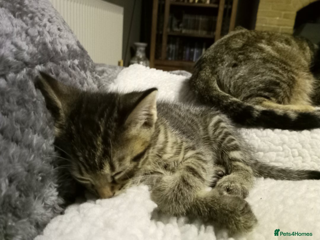 Domestic Shorthair cats for sale: Three female Domestic Shorthair - Image 8