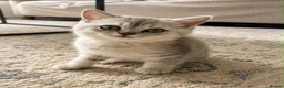 British Shorthair cats for sale: BSH X PERSAIN  - Advert 5