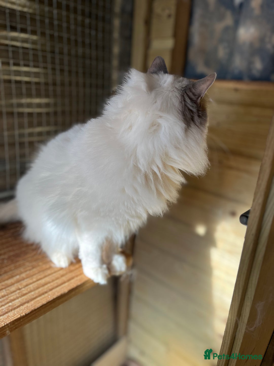Ragdoll cats for sale: Adult male ragdoll Gccf 4 pet home  - Advert 6