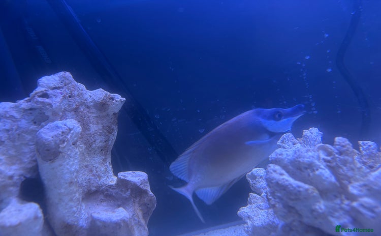 Other/Mixed Breed fish - Advert 4