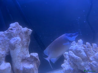 Other/Mixed Breed fish Foxface rabbit fish - Advert 2