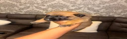 Belgian Shepherd Dog dogs for sale: DWKC Registered Belgian Malinois litter  - Advert 12