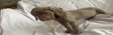 Weimaraner Puppy Violet