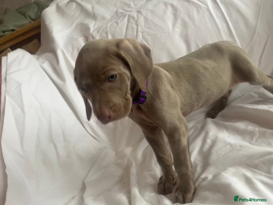 Weimaraner dogs for sale: KC registered Silver puppies - Advert 31