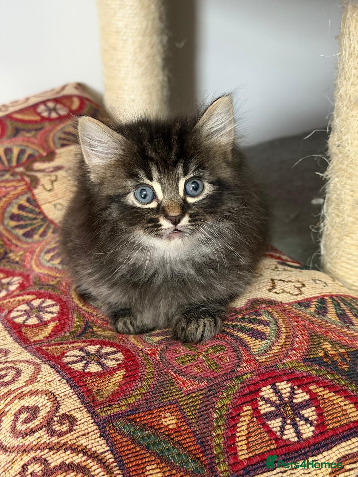 LaPerm cats 😍LaPerm puffs ready to Reserve😍 - Advert 2