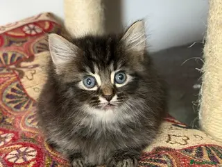 LaPerm cats 😍LaPerm puffs ready to Reserve😍 - Advert 18