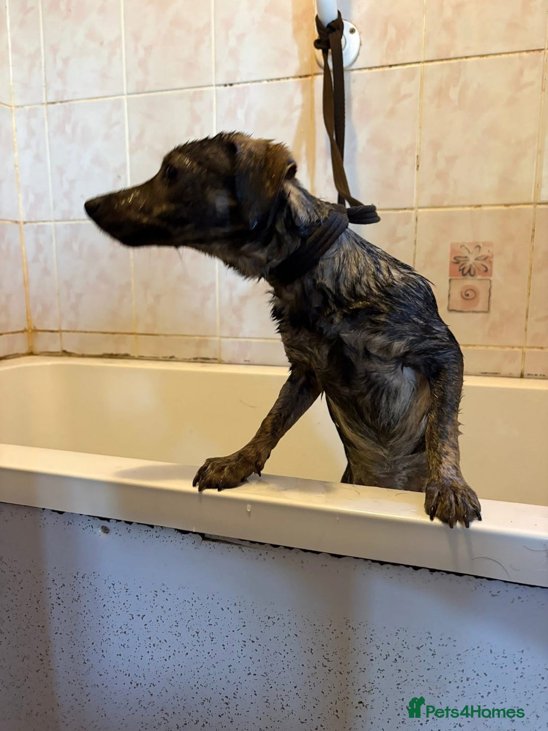 Mixed Breed dogs for adoption: Minnie - Hingham Norfolk  - Advert 6