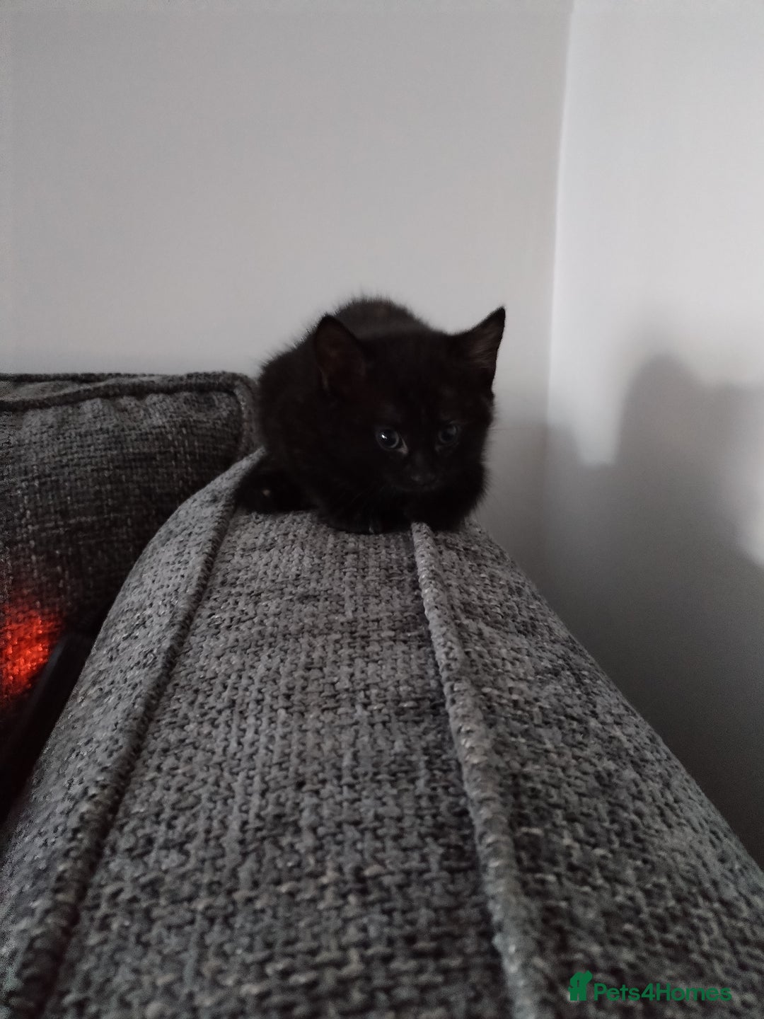 Mixed Breed cats for sale: 2 kittens ready to leave in 2 weeks - Image 6