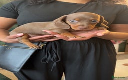 Miniature Dachshund dogs for sale: Beautiful miniature dachshund pups  - Image 18