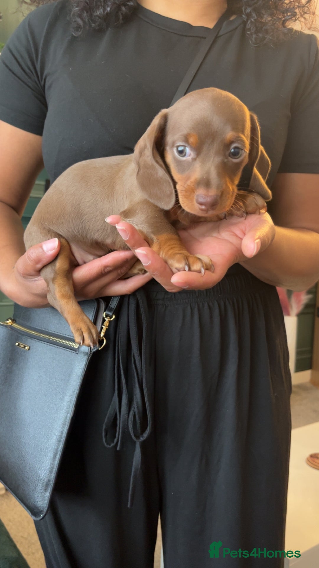 Miniature Dachshund dogs for sale: Beautiful miniature dachshund pups  - Image 18
