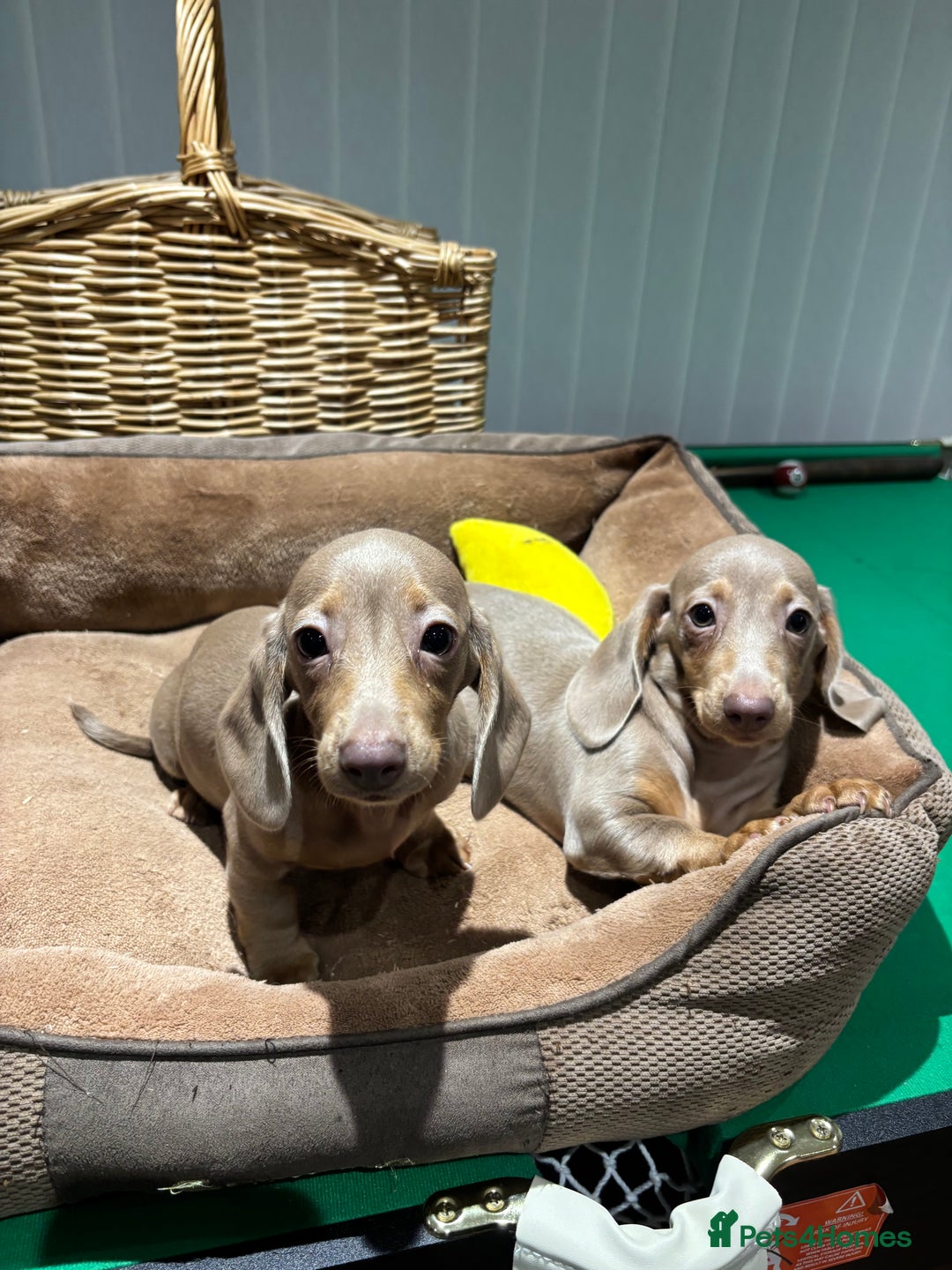 Miniature Dachshund dogs for sale: Outstanding Minature Dachshunds Puppies For Sale  - Image 14