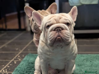 French Bulldog dogs Lilac platinum french bulldog stud in Portsmouth - Advert 6